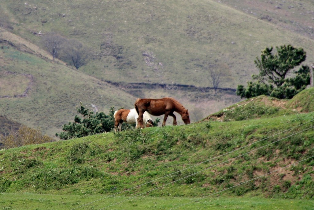 Foto: Pastando - Maya (Navarra), España