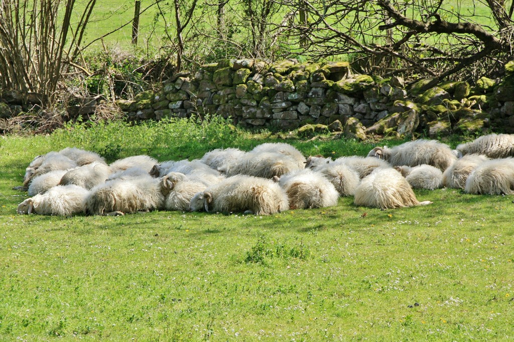Foto: Rebaño - Zugarramurdi (Navarra), España