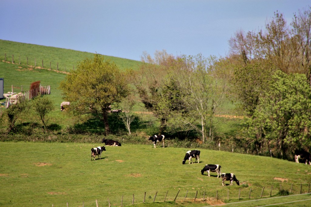 Foto: Pastando - Zugarramurdi (Navarra), España