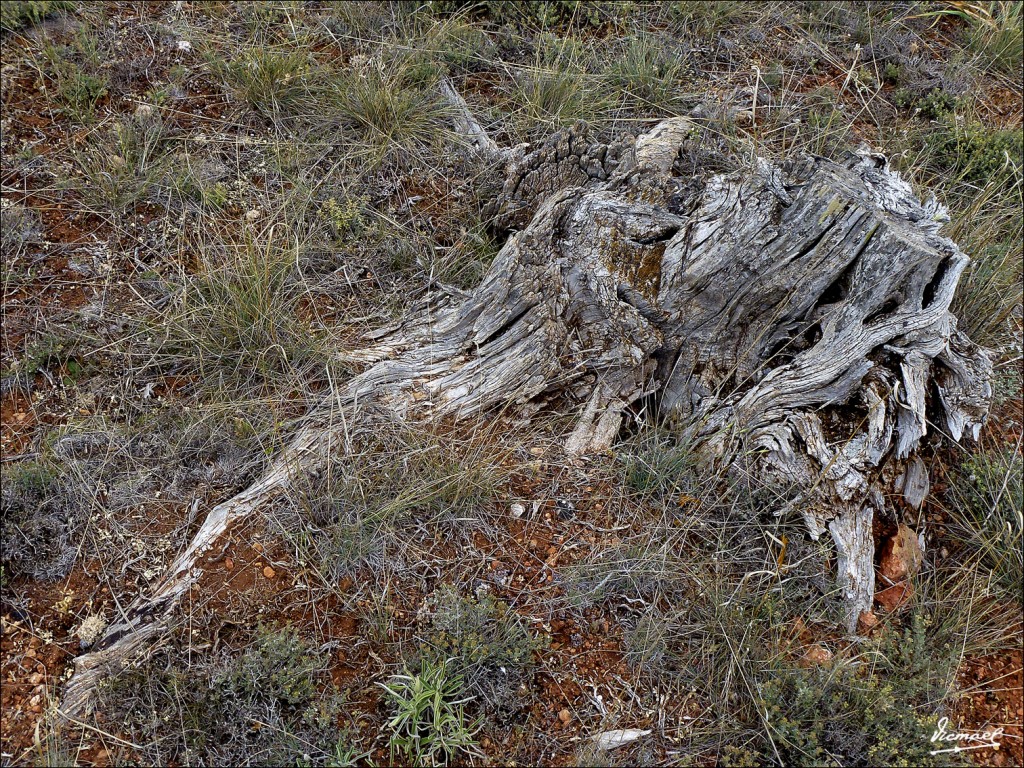 Foto: 120608-56 IRUECHA - Iruecha (Soria), España