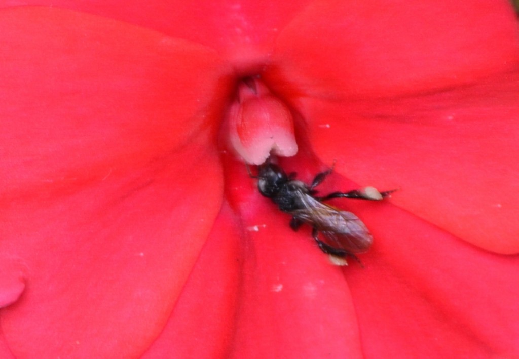 Foto: ABEJA - Alajuela, Costa Rica