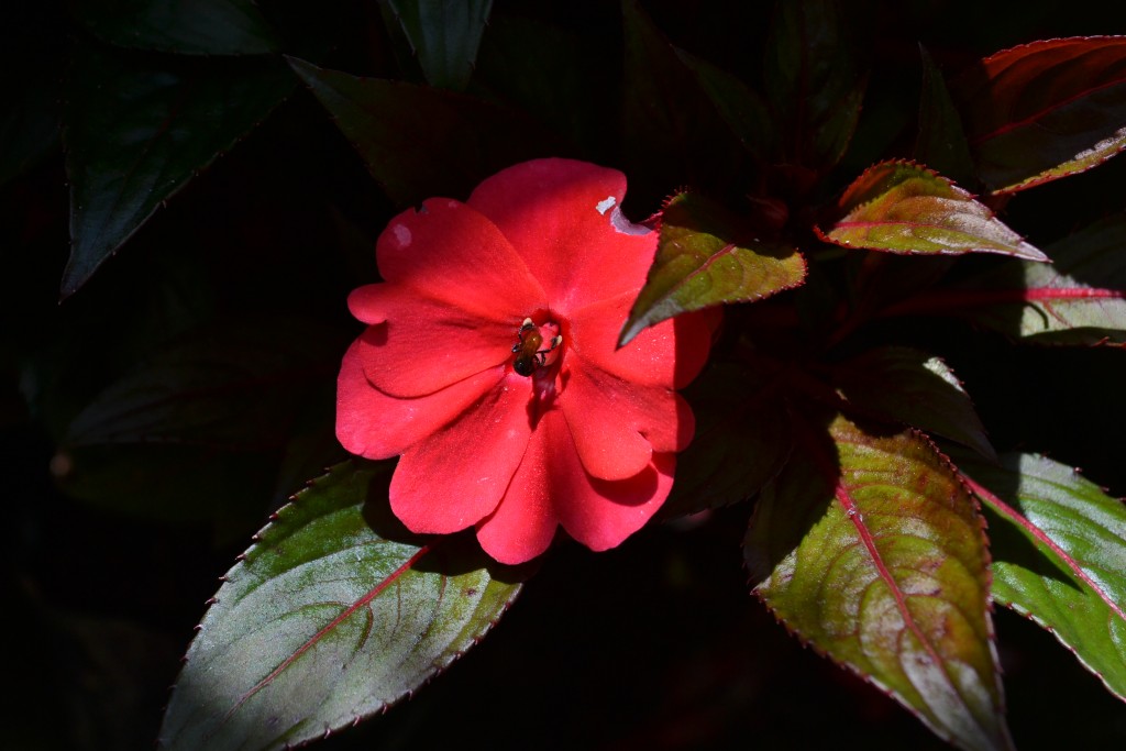 Foto: ABEJA - Alajuela, Costa Rica
