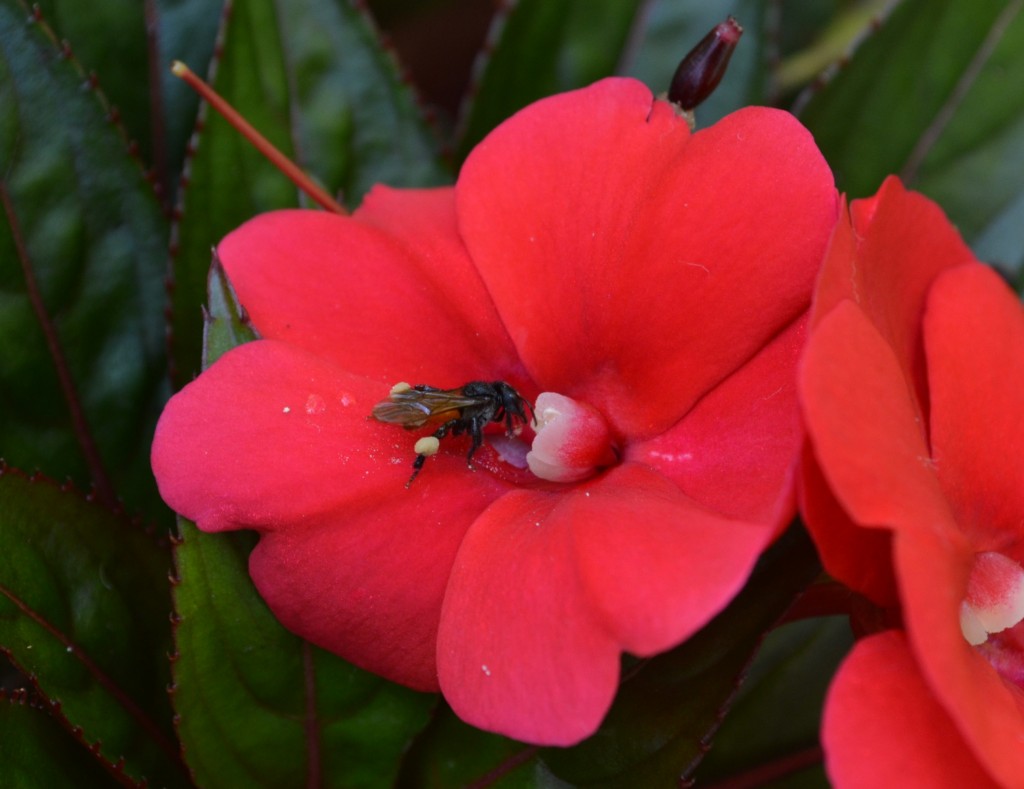 Foto: ABEJA - Alajuela, Costa Rica