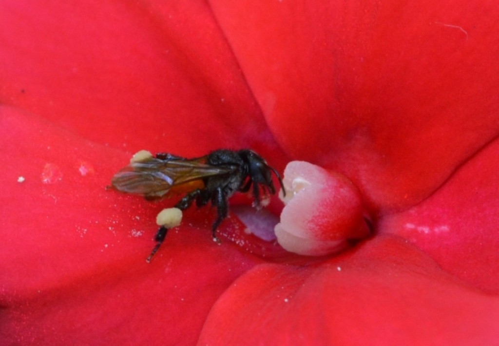 Foto: ABEJA - Alajuela, Costa Rica