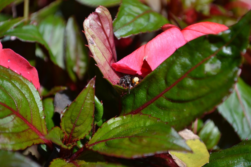 Foto: ABEJA - Alajuela, Costa Rica