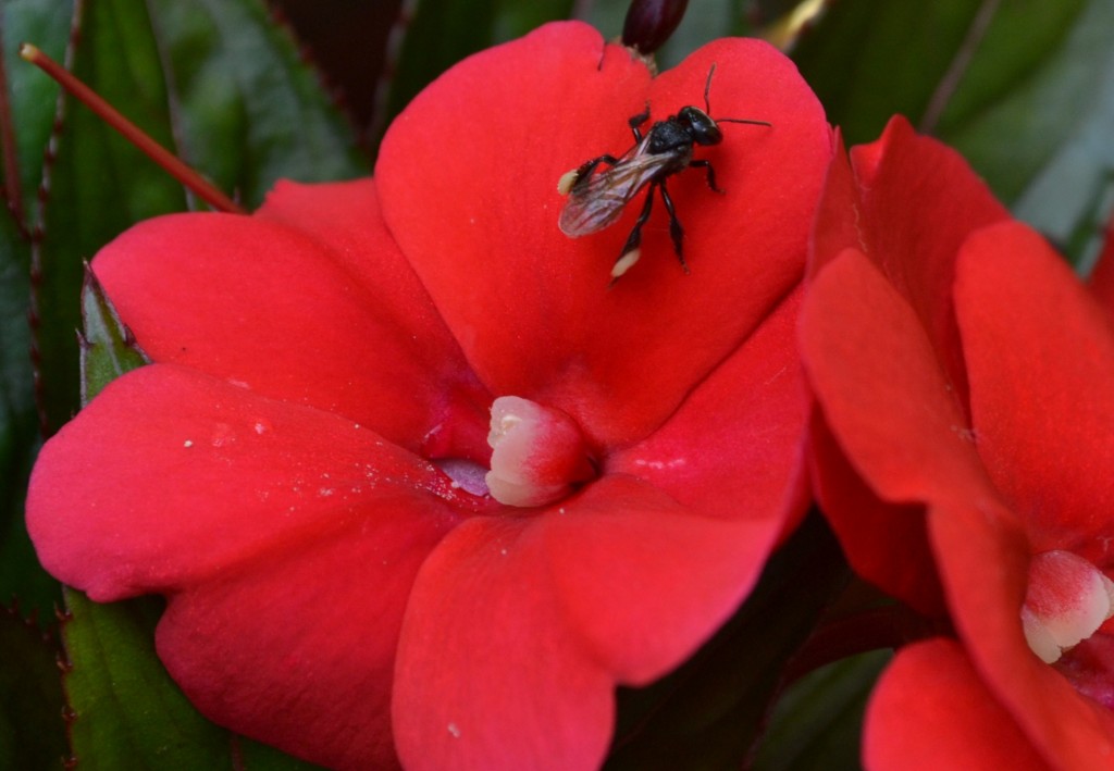 Foto: ABEJA - Alajuela, Costa Rica