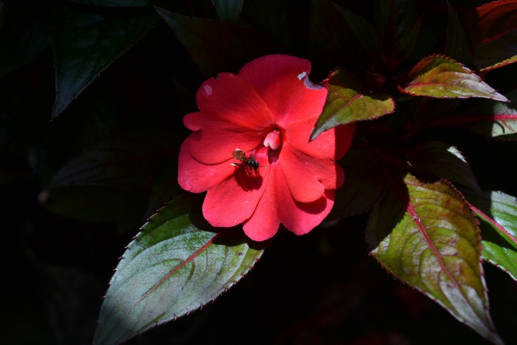 Foto: ABEJA - Alajuela, Costa Rica