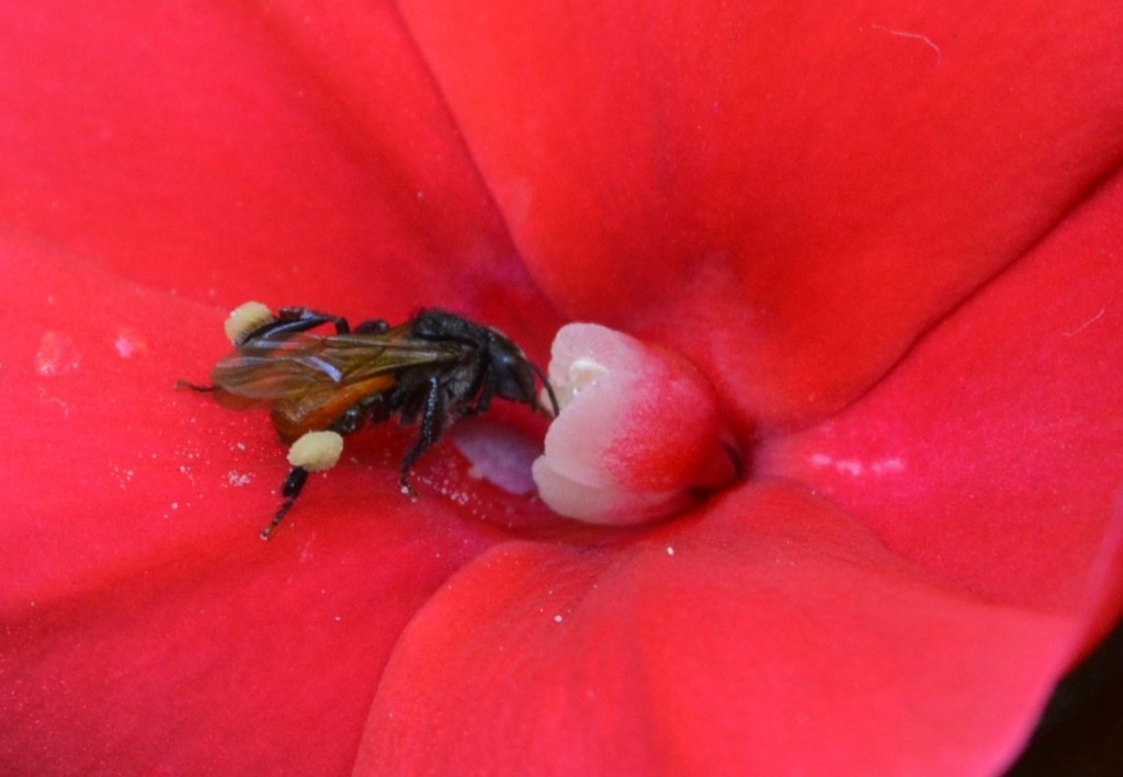 Foto: ABEJA - Alajuela, Costa Rica