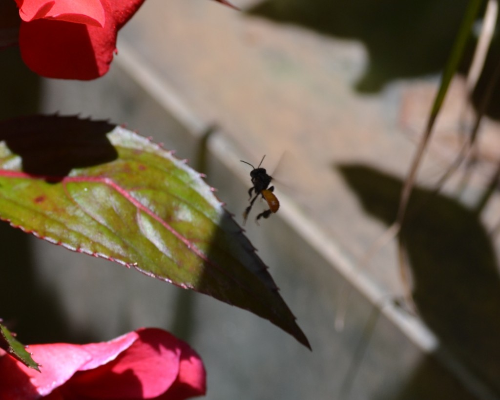 Foto: ABEJA - Alajuela, Costa Rica