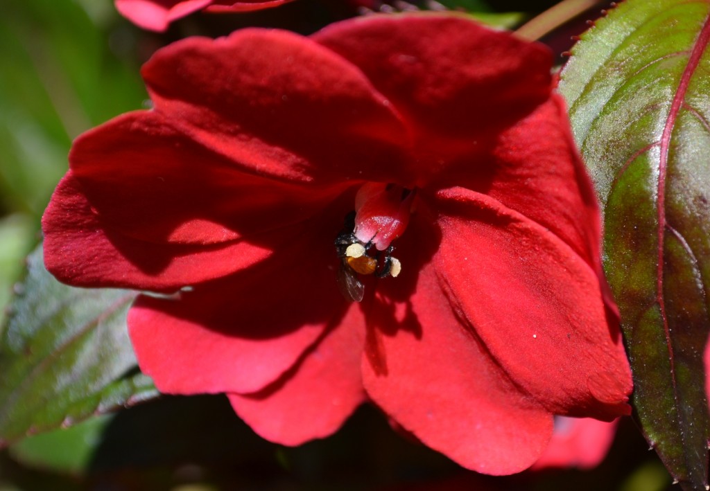 Foto: ABEJA - Alajuela, Costa Rica