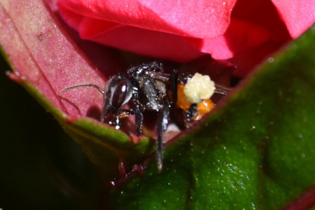 Foto: abejas - Alajuela, Costa Rica
