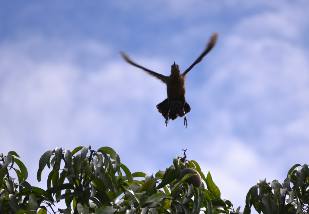 Foto: PAJARO - Alajuela, Costa Rica