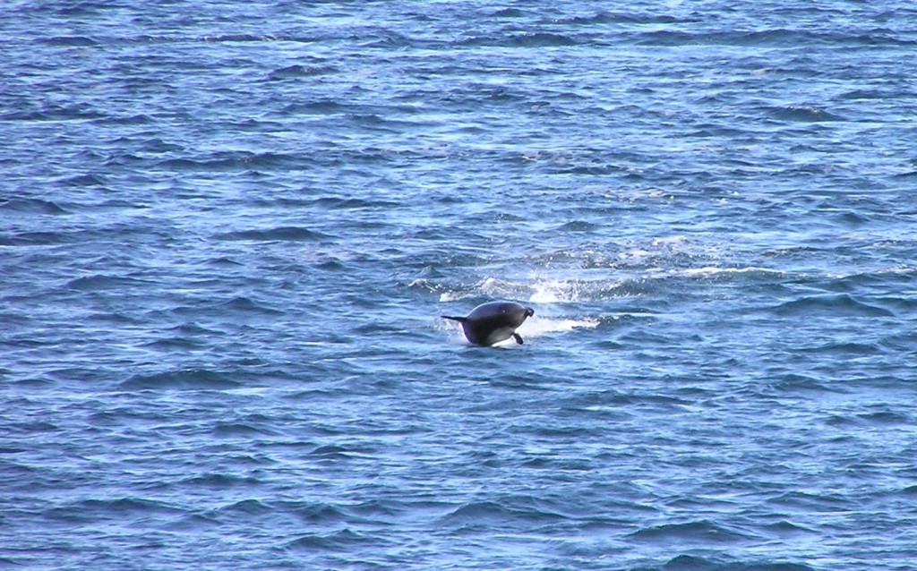 Foto: Toninas en  Estrecho de Magallanes - Punta Arenas (Magallanes y Antártica Chilena), Chile