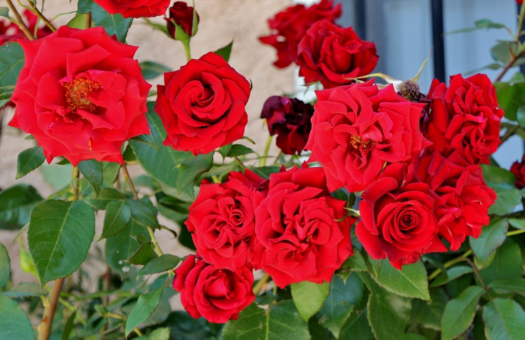 Foto: Un poco de color - Arfa (Lleida), España
