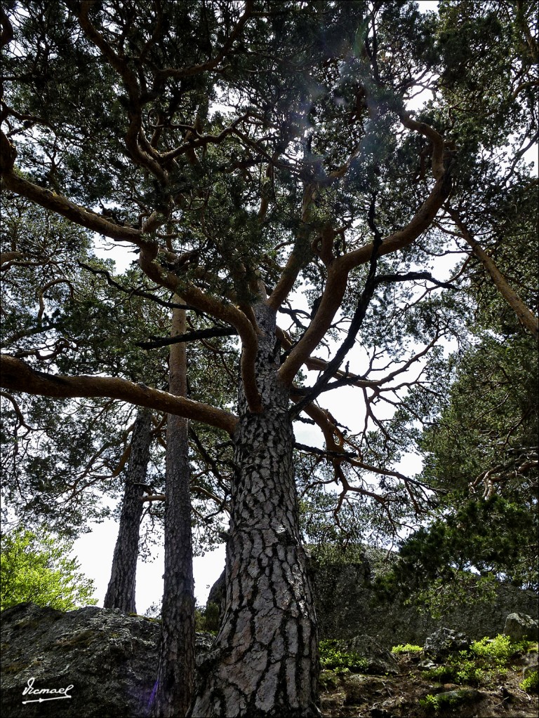 Foto: 120609-090 LAGUNA NEGRA - Laguna Negra (Soria), España