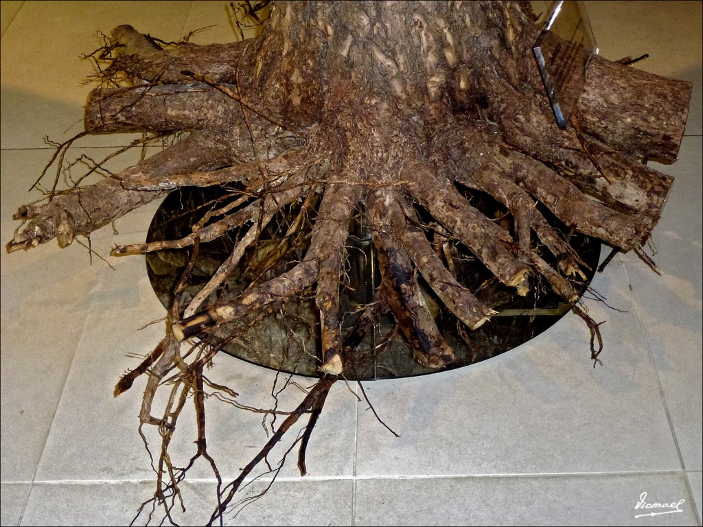 Foto: 120609-148 COMUNERO REVENGA - Comunero Revenga (Burgos), España