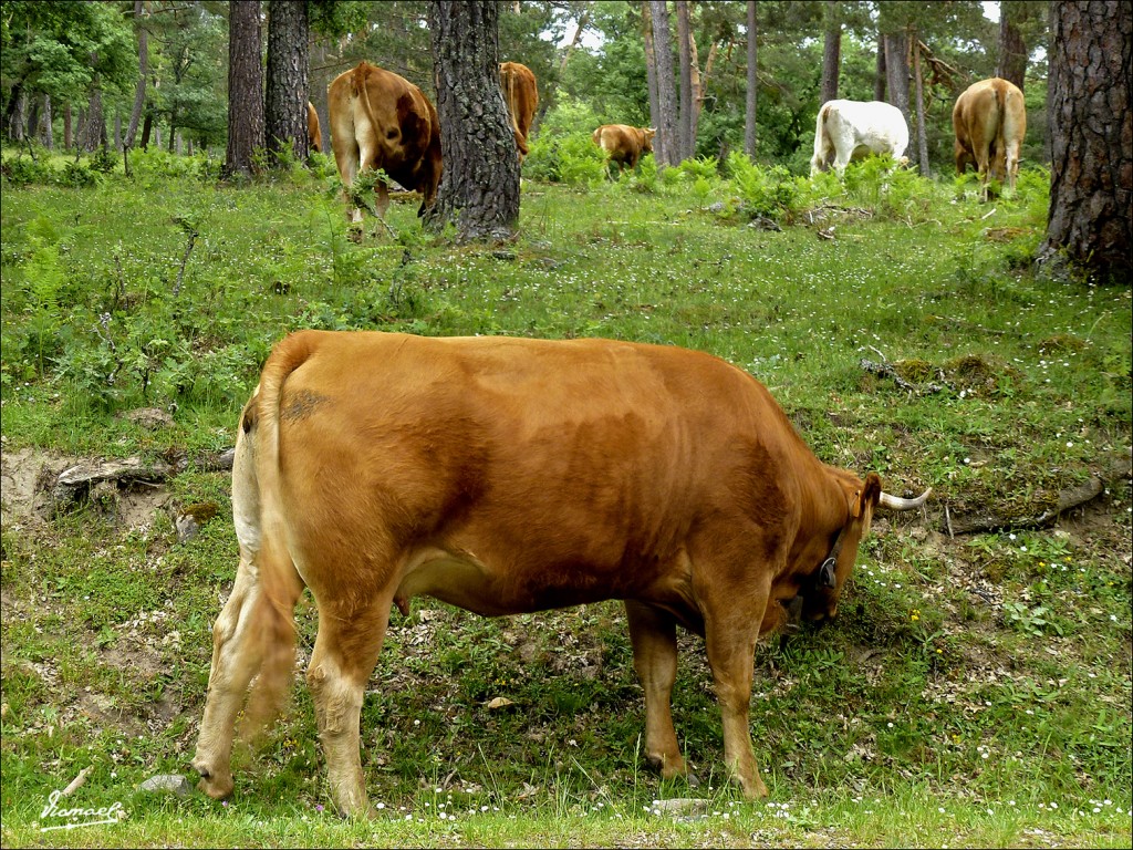 Foto: 120609-175 COMUNERO REVENGA - Comunero Revenga (Burgos), España