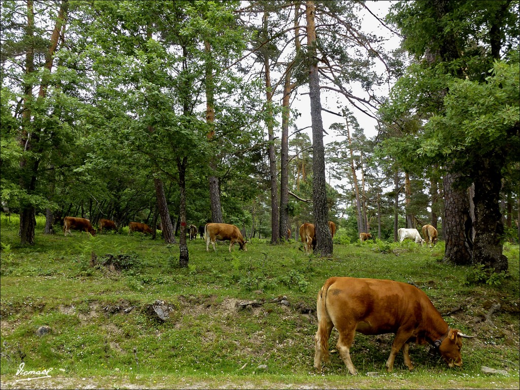 Foto: 120609-176 COMUNERO REVENGA - Comunero Revenga (Burgos), España