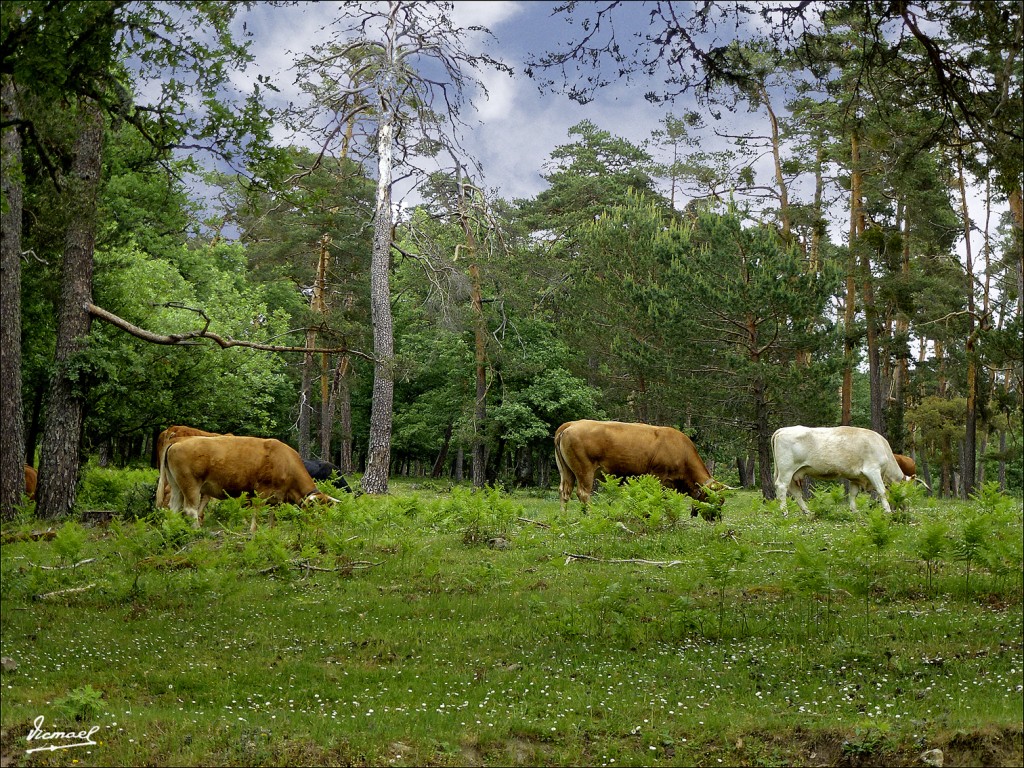 Foto: 120609-177 COMUNERO REVENGA - Comunero Revenga (Burgos), España