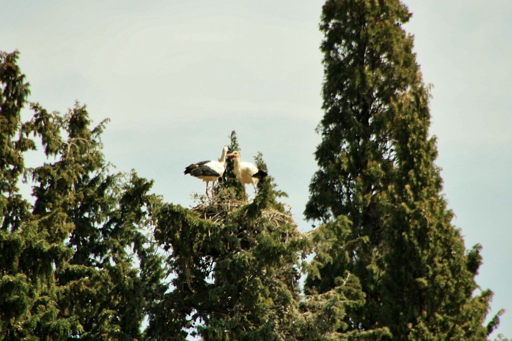Foto: Monasterio de la Oliva - Carcastillo (Navarra), España