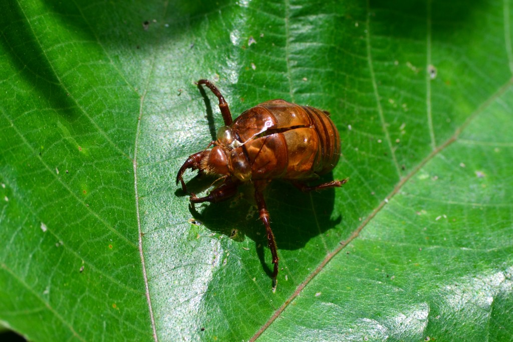 Foto: SAN IGNACIO - San Ignacio De Acosta (San José), Costa Rica