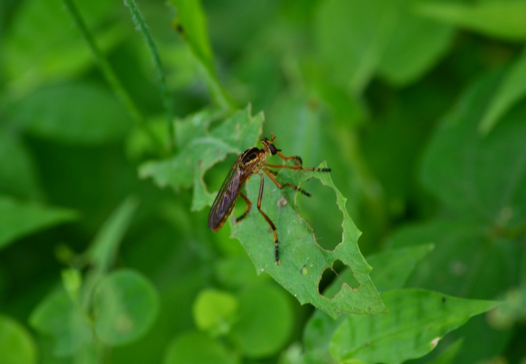 Foto: SAN IGNACIO - San Ignacio De Acosta (San José), Costa Rica