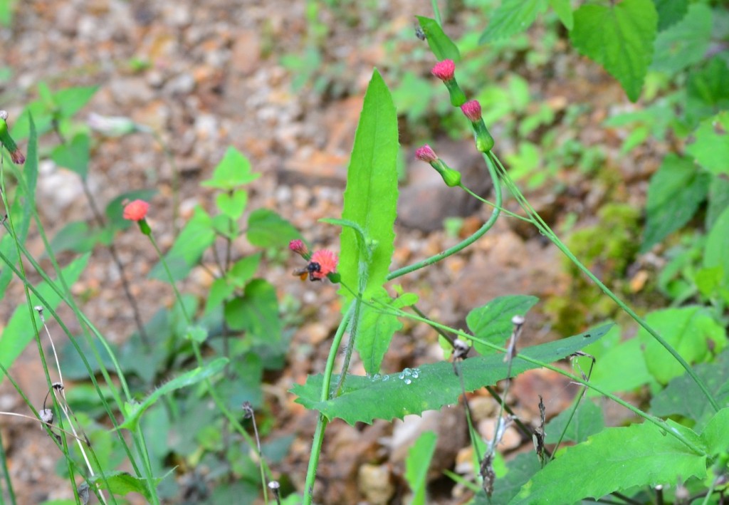 Foto: SAN IGNACIO - San Ignacio De Acosta (San José), Costa Rica