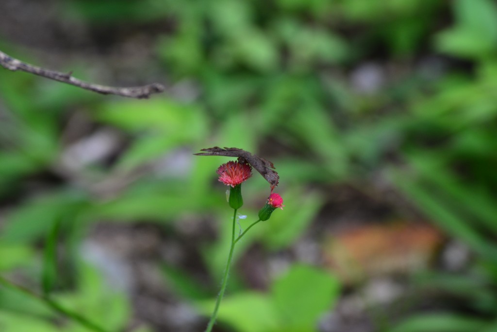Foto: SAN IGNACIO - San Ignacio De Acosta (San José), Costa Rica
