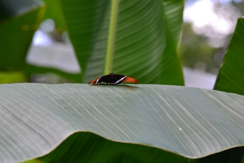 Foto: SAN IGNACIO - San Ignacio De Acosta (San José), Costa Rica