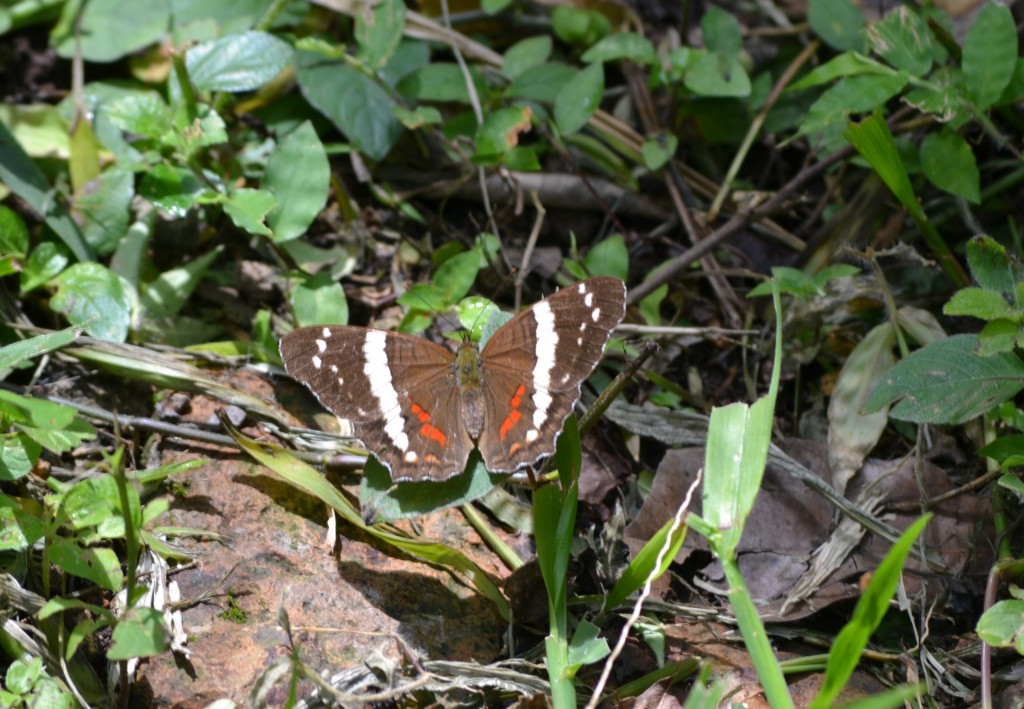 Foto: SAN IGNACIO - San Ignacio De Acosta (San José), Costa Rica