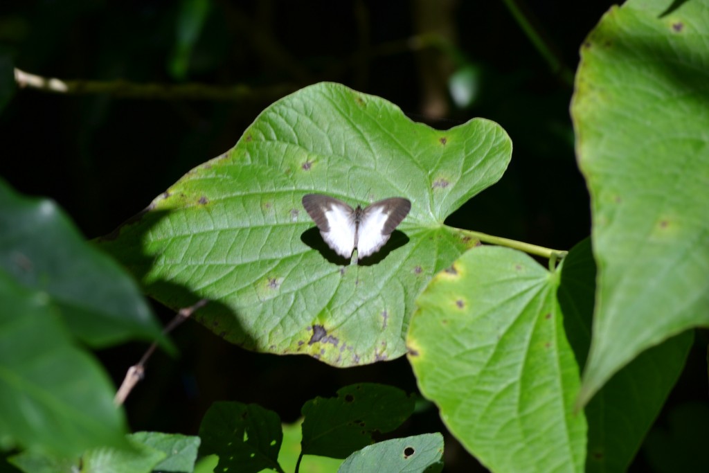 Foto: SAN IGNACIO - San Ignacio De Acosta (San José), Costa Rica