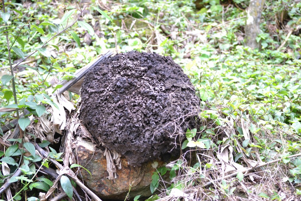 Foto: SAN IGNACIO - San Ignacio De Acosta (San José), Costa Rica