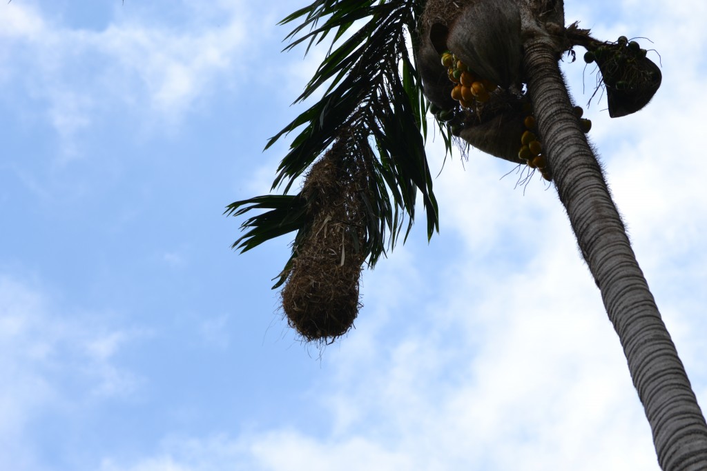 Foto: SAN IGNACIO - San Ignacio De Acosta (San José), Costa Rica
