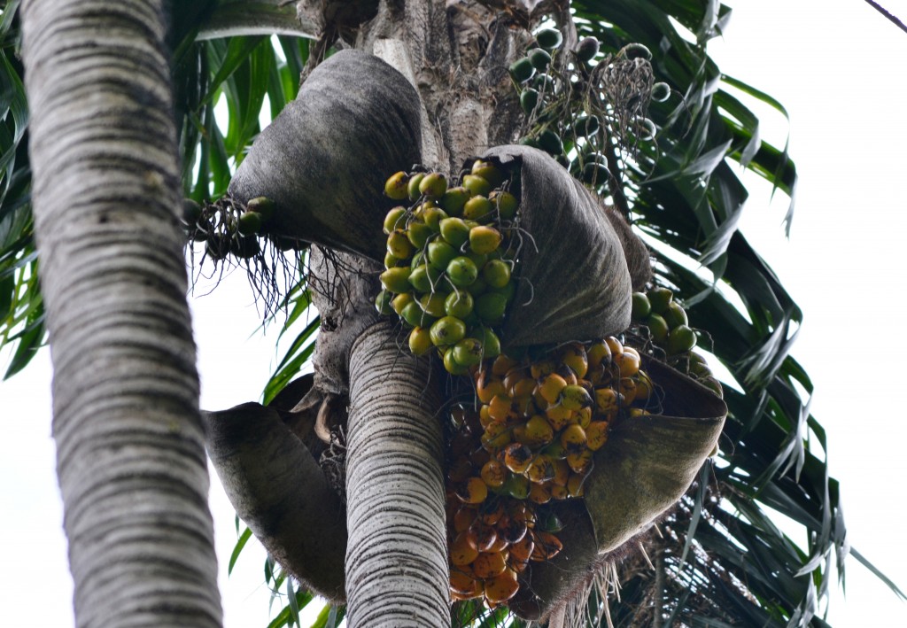 Foto: SAN IGNACIO - San Ignacio De Acosta (San José), Costa Rica
