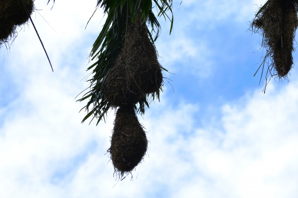 Foto: SAN IGNACIO - San Ignacio De Acosta (San José), Costa Rica