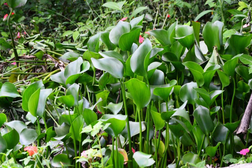 Foto: SAN IGNACIO - San Ignacio De Acosta (San José), Costa Rica