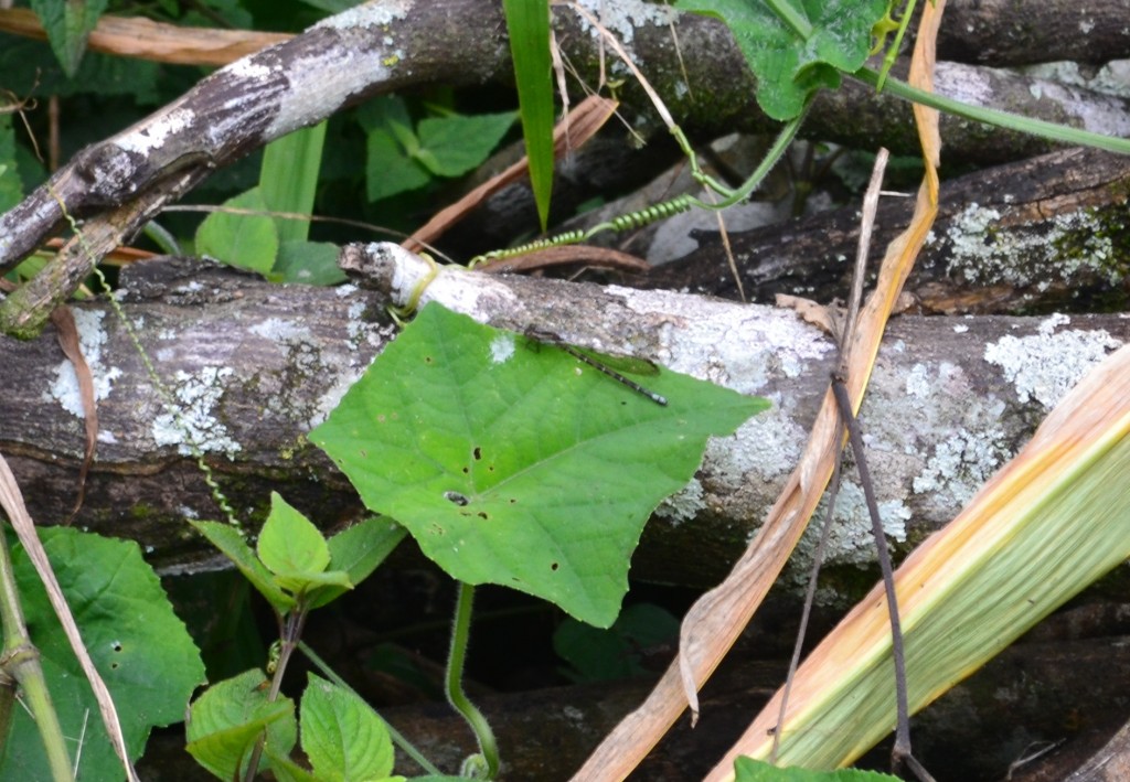 Foto: SAN IGNACIO - San Ignacio De Acosta (San José), Costa Rica