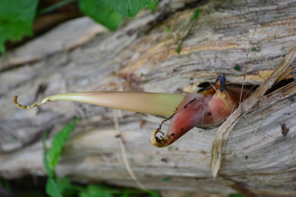 Foto: SAN IGNACIO - San Ignacio De Acosta (San José), Costa Rica