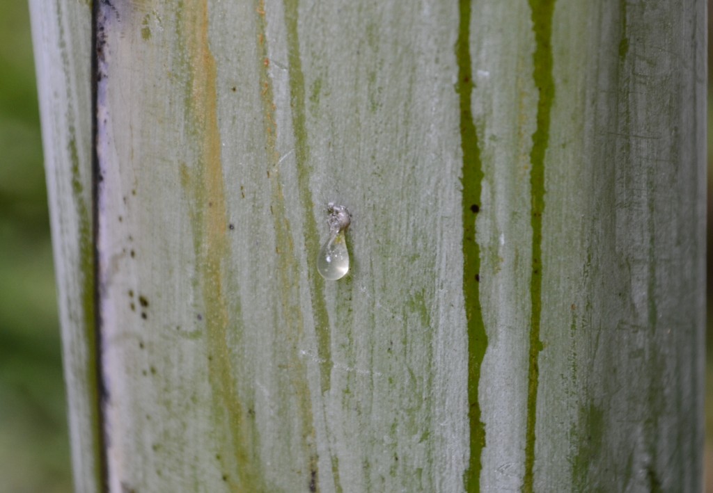 Foto: SAN IGNACIO - San Ignacio De Acosta (San José), Costa Rica