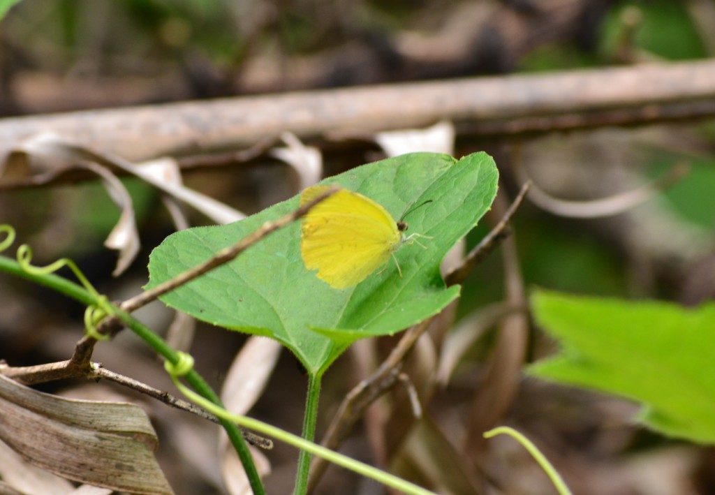 Foto: SAN IGNACIO - San Ignacio De Acosta (San José), Costa Rica