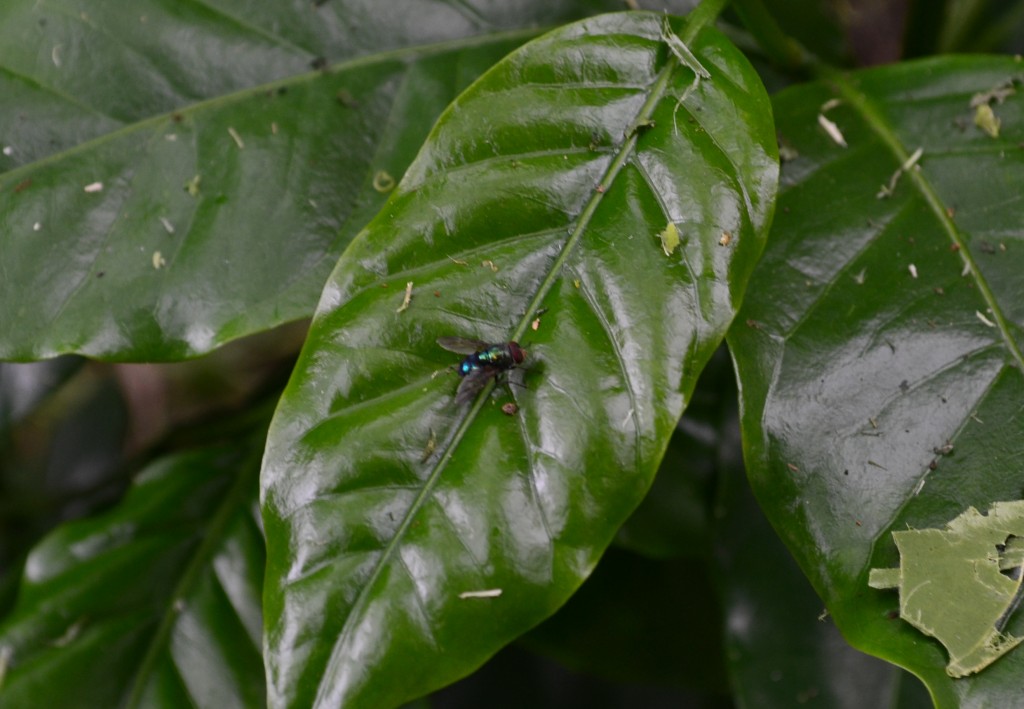 Foto: SAN IGNACIO - San Ignacio De Acosta (San José), Costa Rica