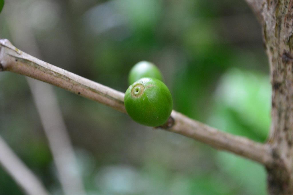 Foto: SAN IGNACIO - San Ignacio De Acosta (San José), Costa Rica