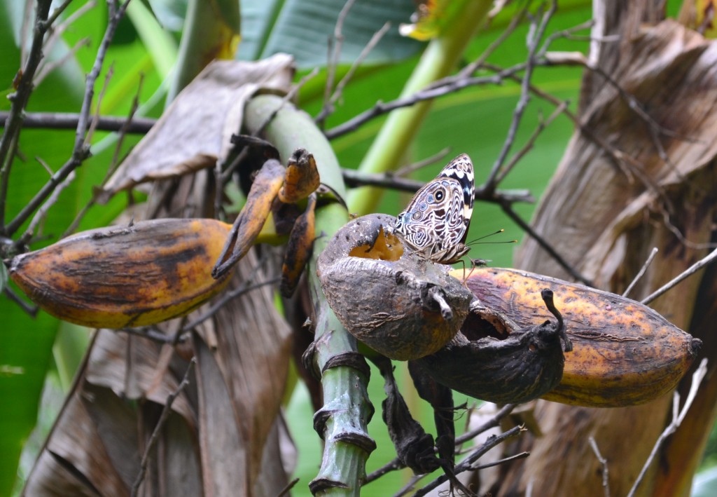 Foto: SAN IGNACIO - San Ignacio De Acosta (San José), Costa Rica