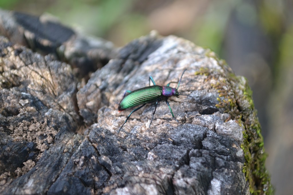 Foto: SAN IGNACIO - San Ignacio De Acosta (San José), Costa Rica