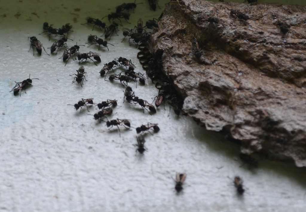 Foto: SAN IGNACIO - San Ignacio De Acosta (San José), Costa Rica