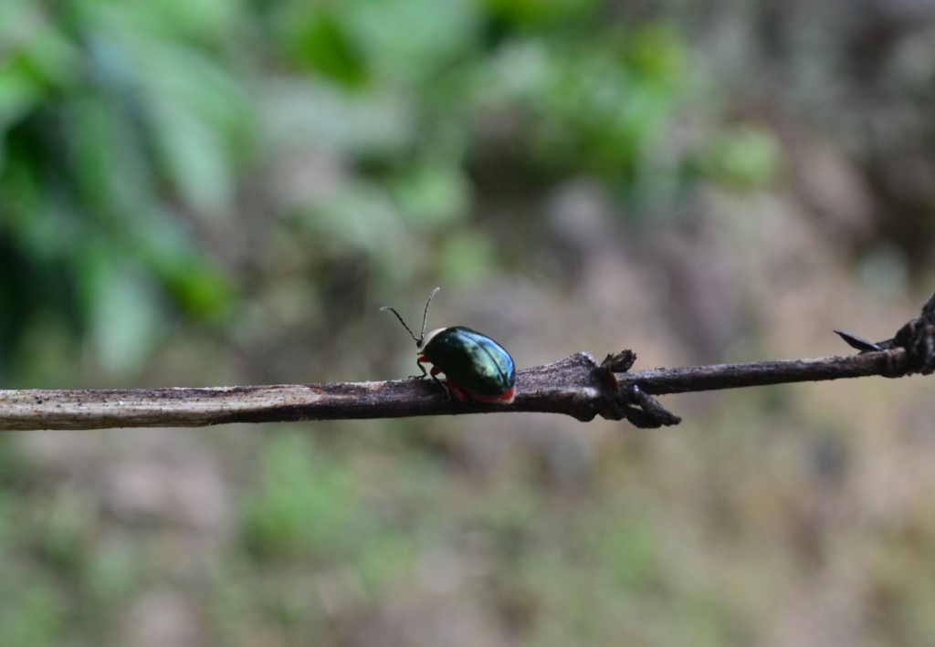 Foto: SAN IGNACIO - San Ignacio De Acosta (San José), Costa Rica