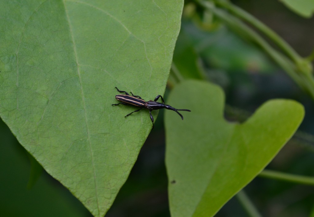 Foto: SAN IGNACIO - San Ignacio De Acosta (San José), Costa Rica