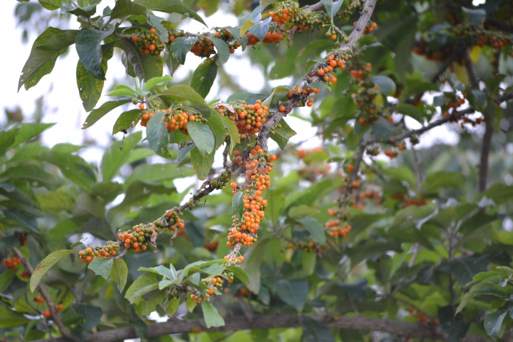 Foto de San Ignacio De Acosta (San José), Costa Rica