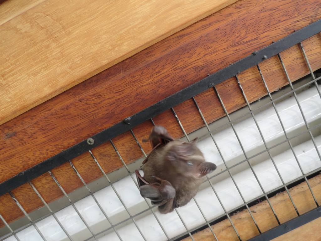 Foto: Murcìelago - Puyo (Pastaza), Ecuador