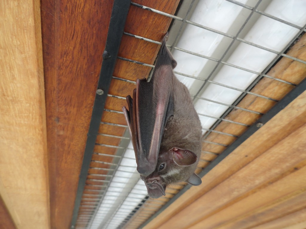 Foto: Murcìelago - Puyo (Pastaza), Ecuador